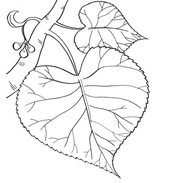 Раскраска листья деревьев для детей