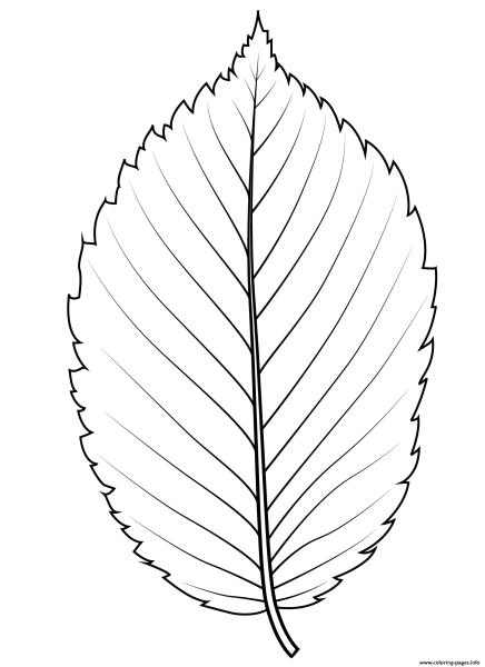 Лист липы раскраска