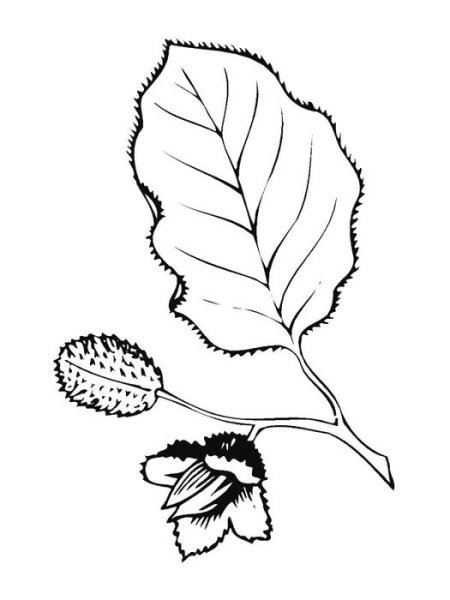 Лопух лист для рисования