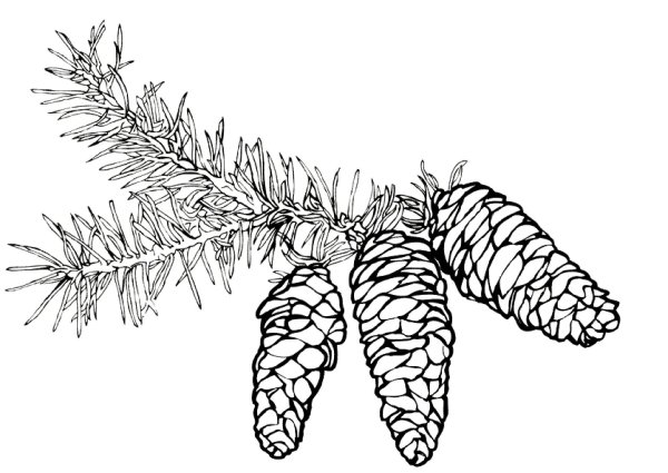 Шишки раскраска