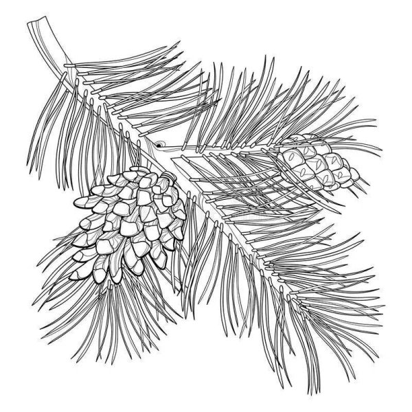 Еловая веточка карандашом