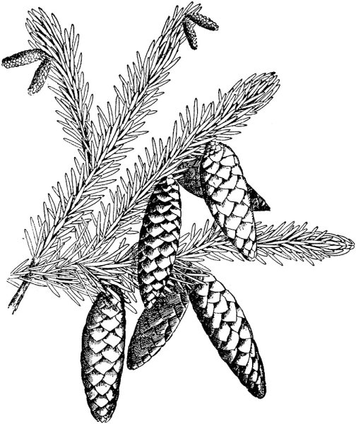 Еловая шишка раскраска