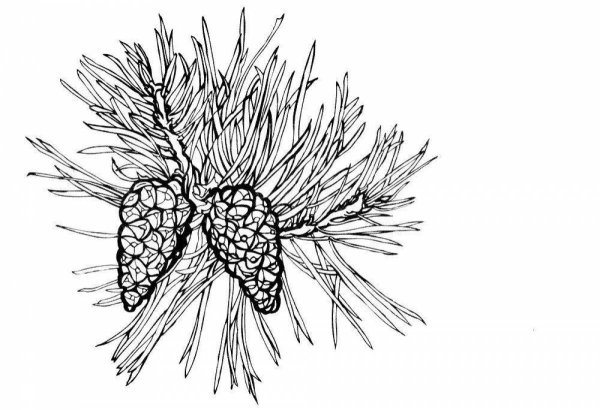 Сосна раскраска