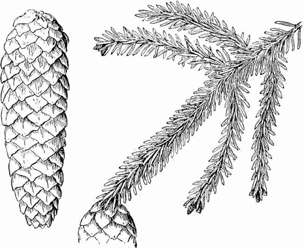 Ель европейская Фармакогнозия