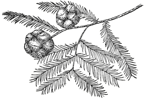 Раскраска ветка елки с шишками