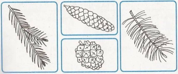 Хвойные деревья задания