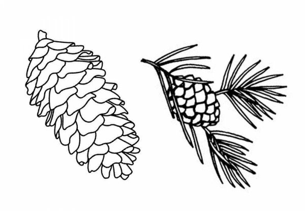 Зарисовать шишки сосны