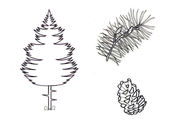 Хвойные деревья раскраска