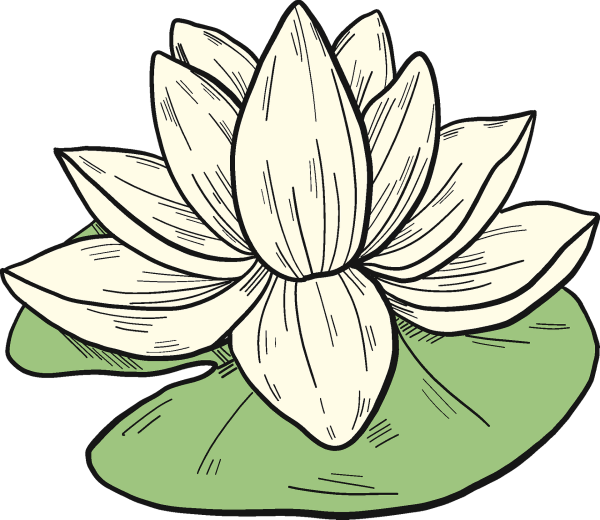 Лист кувшинки рисунок