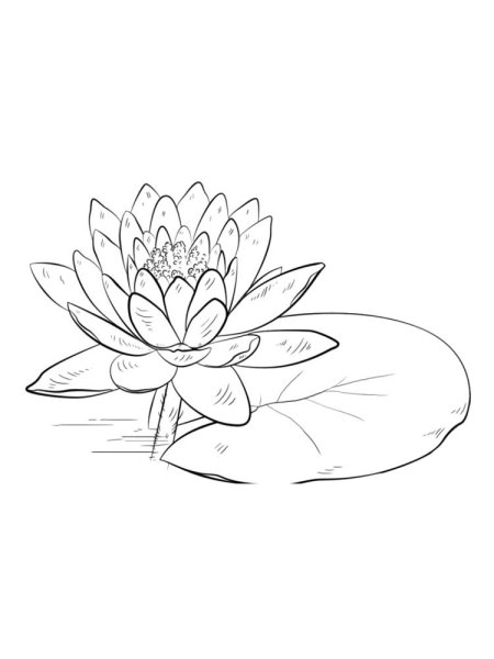 Кувшинка белая водяная Лилия