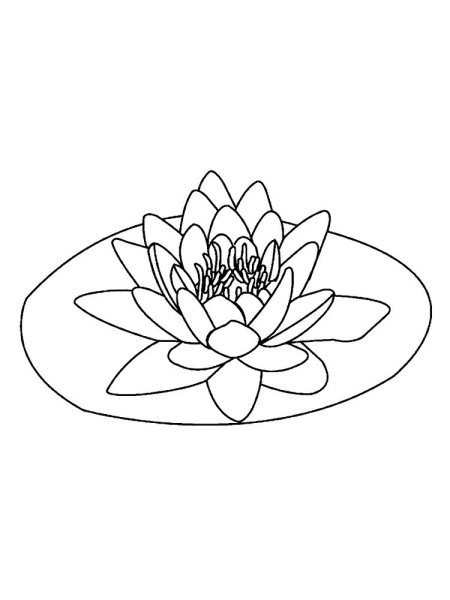 Кувшинка белая водяная Лилия