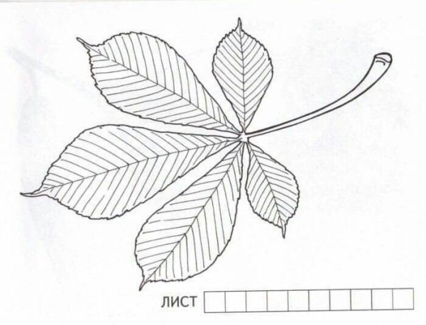 Лист каштана рисунок