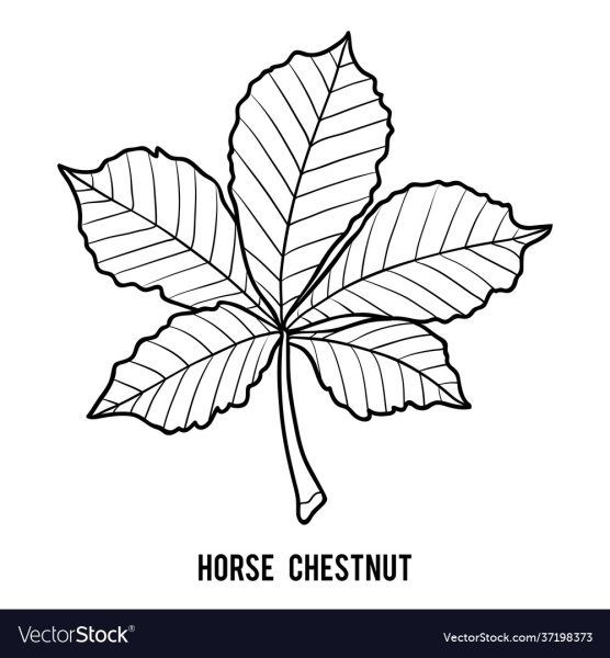 Раскраска для малышей каштановый лист