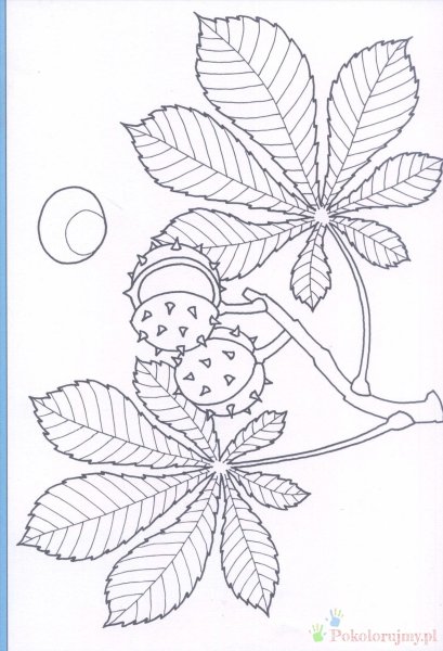 Каштан раскраска для малышей