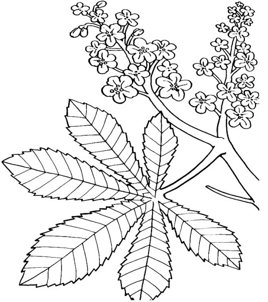 Каштан раскраска