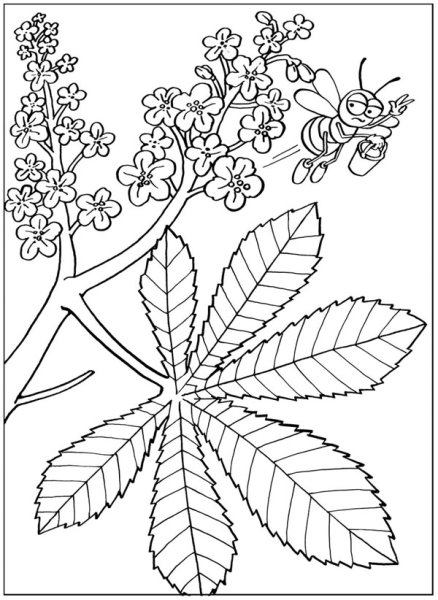 Лист каштана для раскрашивания