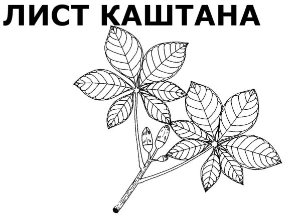 Каштан раскраска для детей