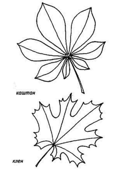 Трафареты листьев деревьев с названиями