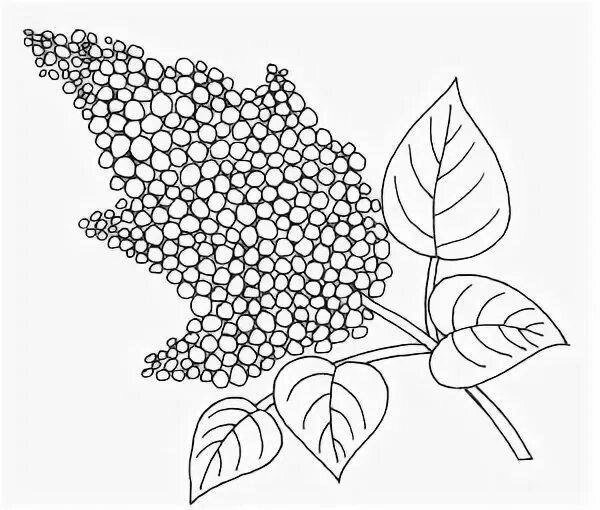 Сирень раскраска