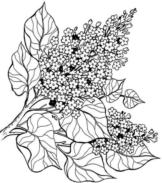 Букет сирени раскраска