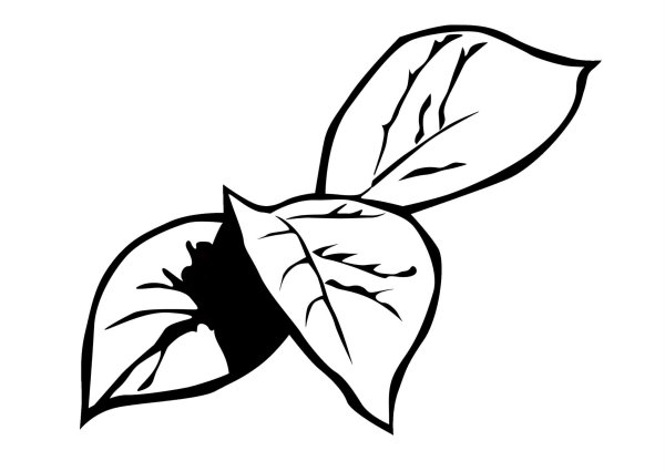 Лист яблони раскраска