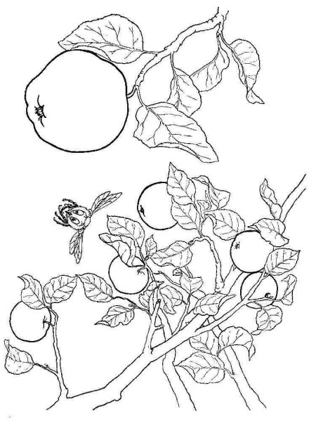 Раскраска яблоки на ветке