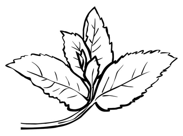 Листик мяты