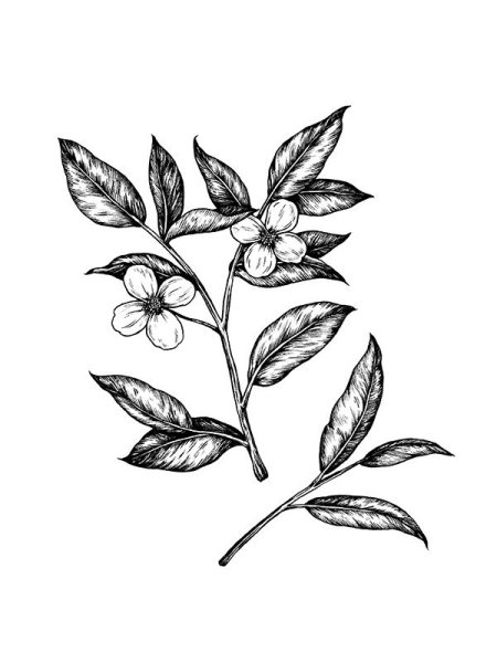 Лист чайного растения рисунок