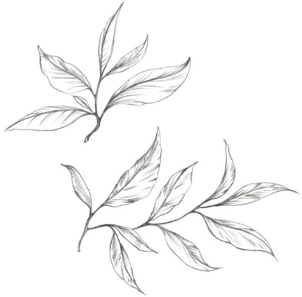 Чайные листья Графика