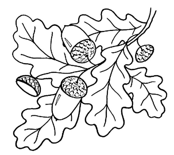 Дуб раскраска