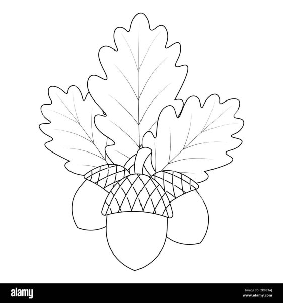 Листики контур дуб с желудями