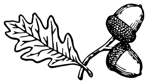 Желудь раскраска для детей