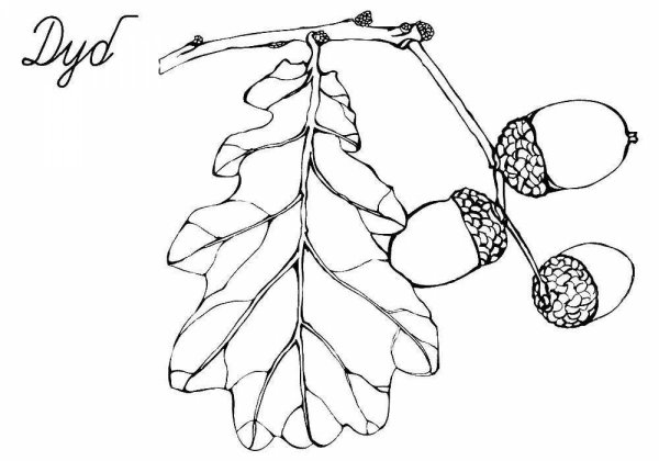 Дуб раскраска