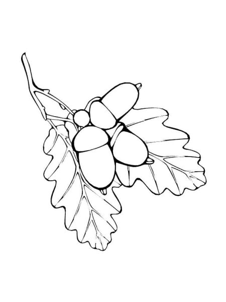 Желудь раскраска