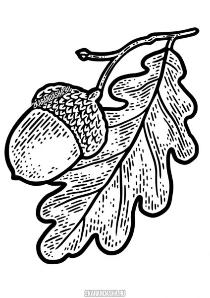 Раскраска дубовые листья с желудями