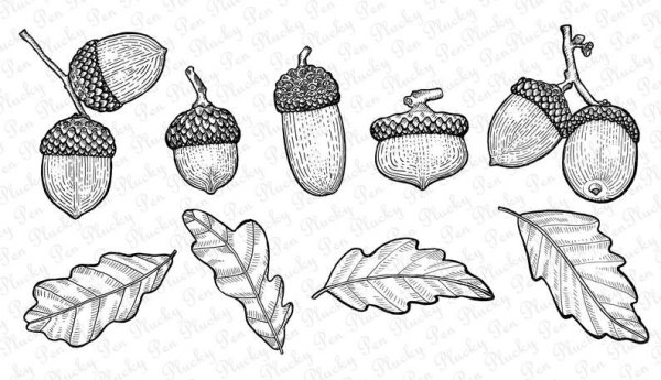 Желудь рисунок карандашом