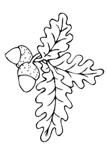 Дубовый лист раскраска
