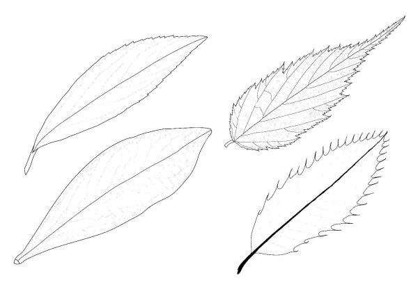 Раскраска листья цветов