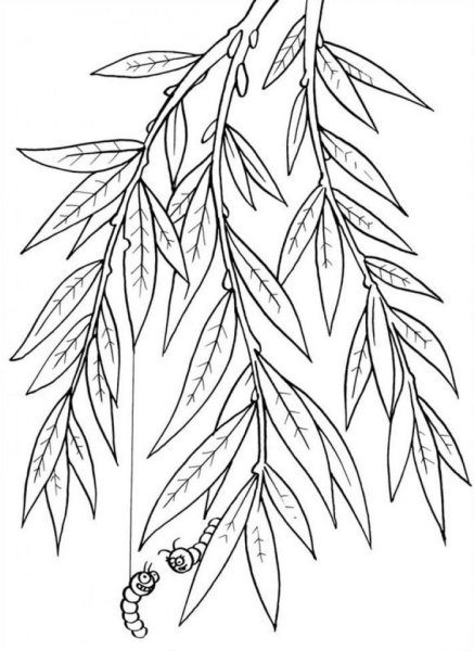 Раскраска листьев ивы