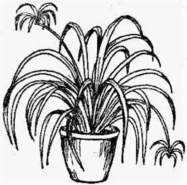 Хлорофитум цветок комнатный раскраска
