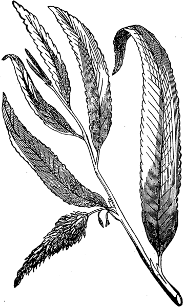 Ива заплатник