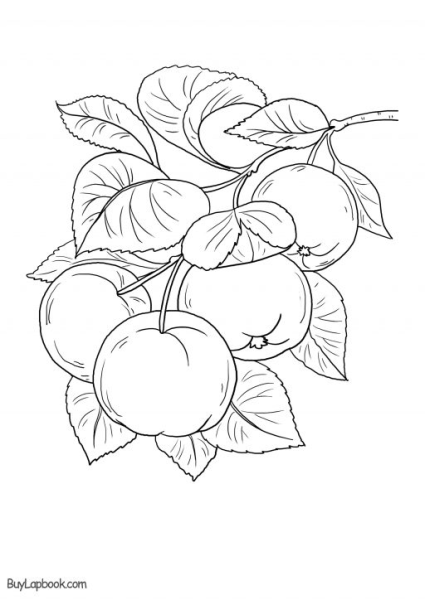 Раскраска яблоки на ветке