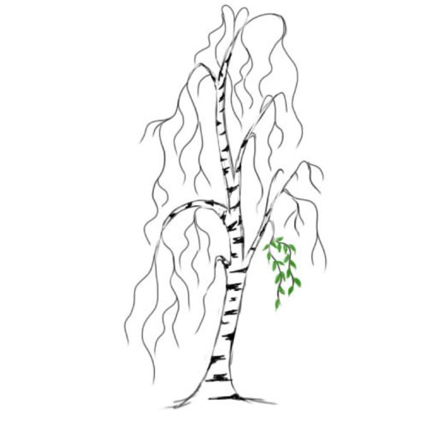 Береза карандашом
