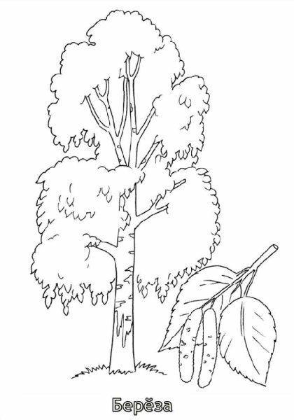 Береза раскраска для детей