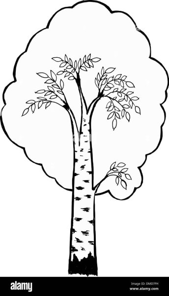 Береза раскраска