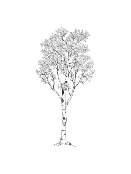 Береза рисунок