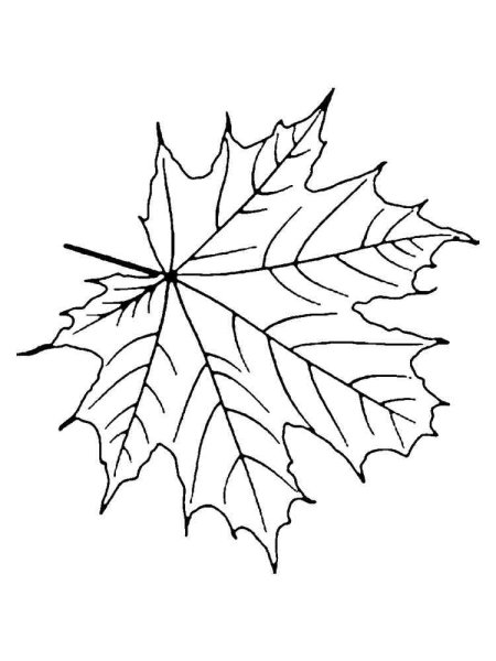 Раскраски кленовый лист осенний