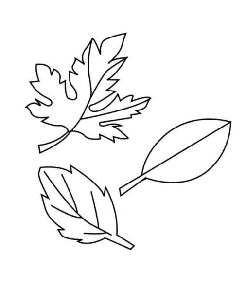 Цвета осенних листьев раскраска