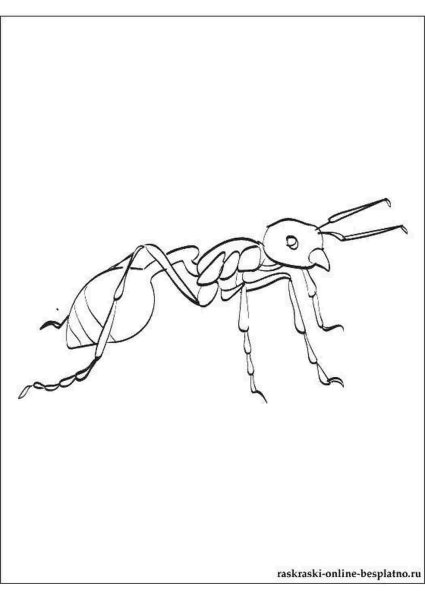 Раскраска насекомые муравей
