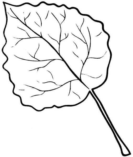 Контур листьев осины